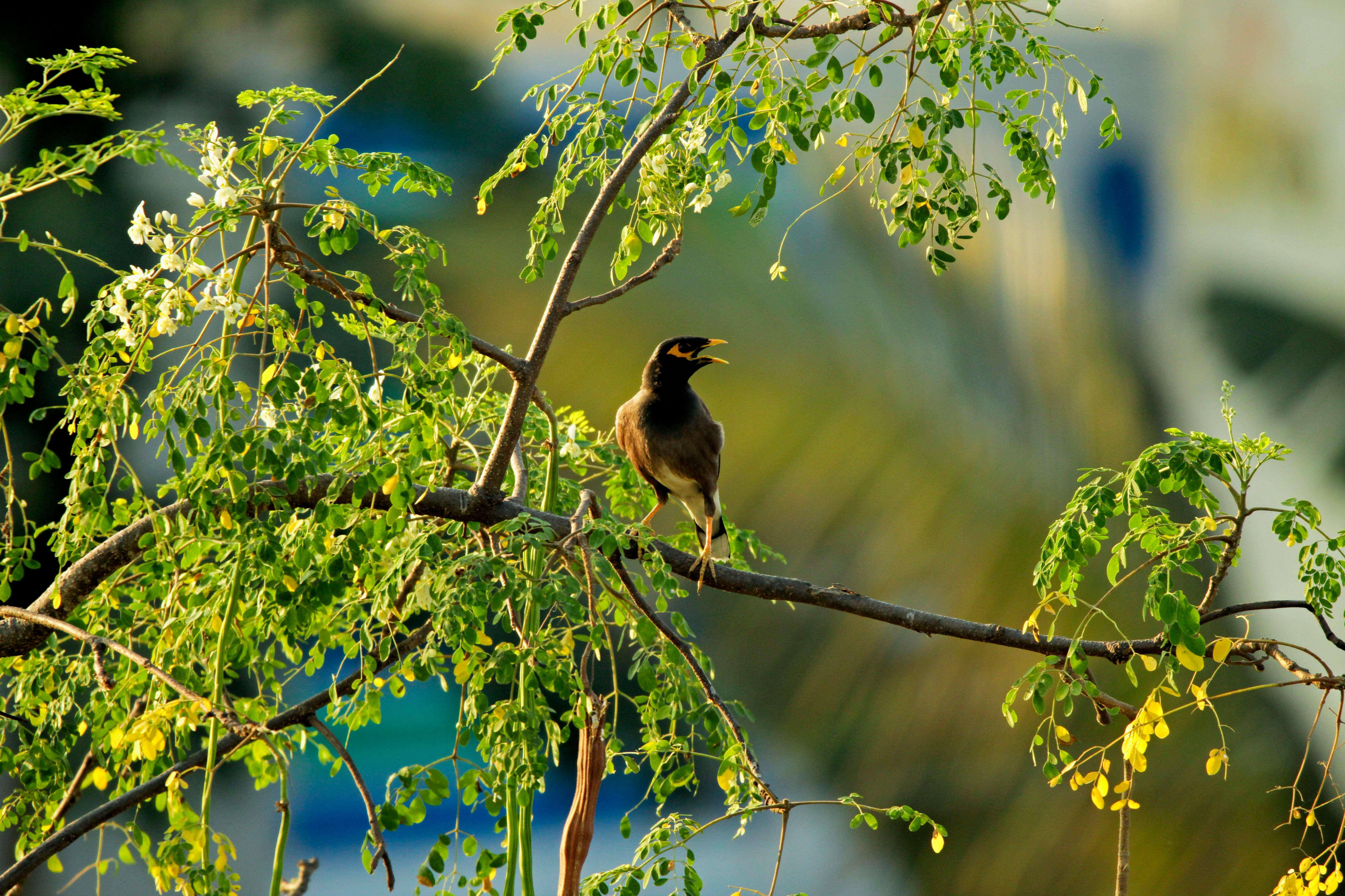 Birding in Uganda